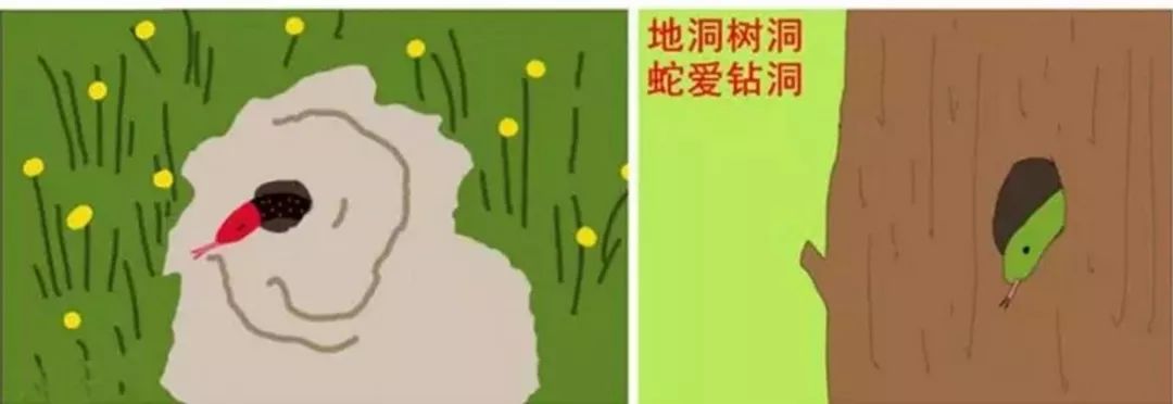 村民家中惊现2米长眼镜王蛇,近3米长眼镜王蛇出没