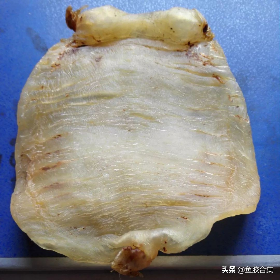 赤嘴鮸鱼鱼胶,赤嘴鳘鱼胶是什么