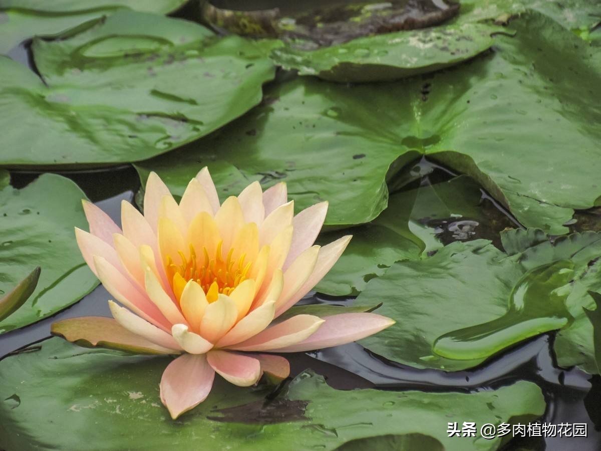 睡莲光长叶子不开花是什么原因,睡莲光长叶不开花是什么原因