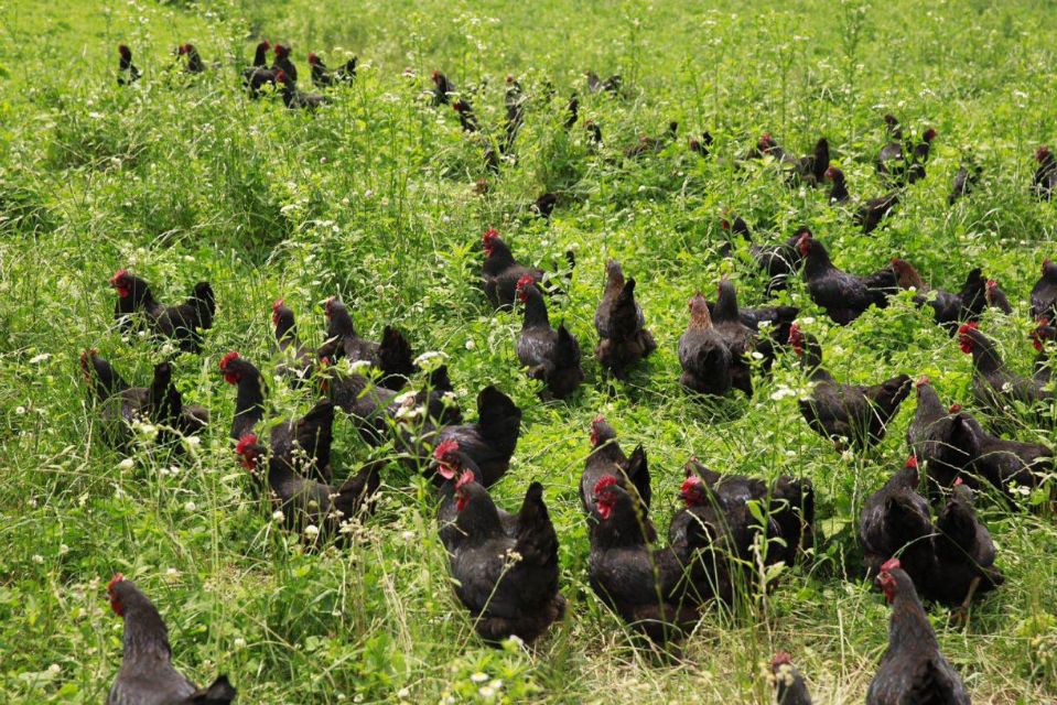 石门土鸡一鸣惊人,石门土鸡是哪里的品种