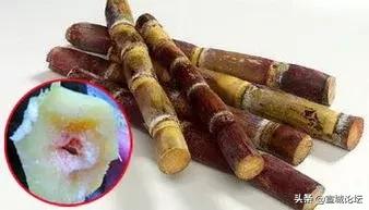 比毒蛇还毒的虫子,比毒蛇还要毒的东西