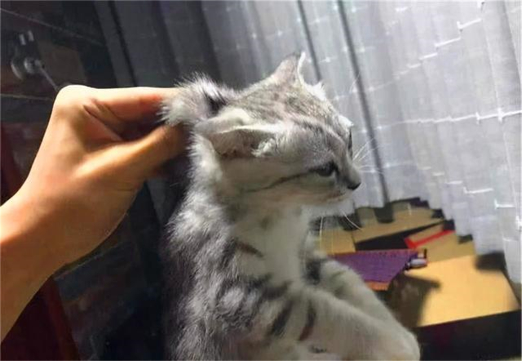 任何猫后颈被抓住猫都无法动弹吗,抓猫的后颈为什么猫不反抗