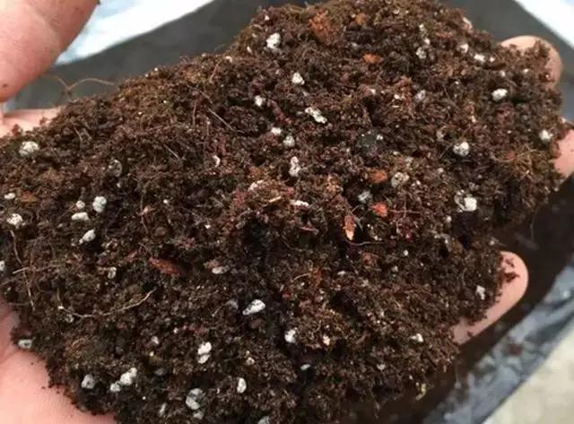 花盆土碱化了如何调节过来,如何防止花盆土壤碱化