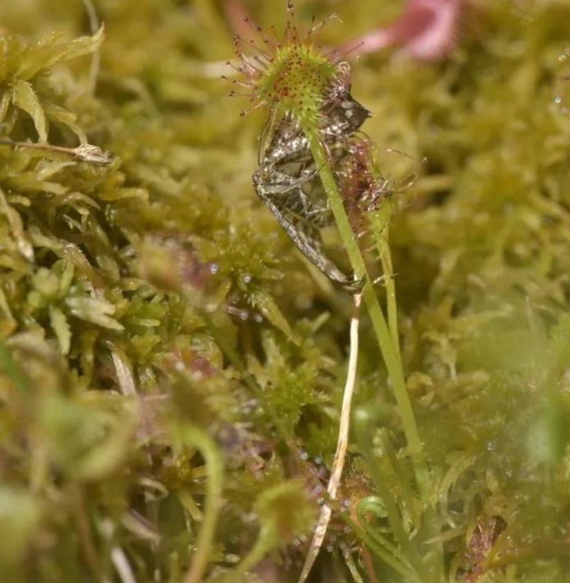 30分钟内“吃”多种虫！重庆第1次发现圆叶茅膏菜，这是什么植物