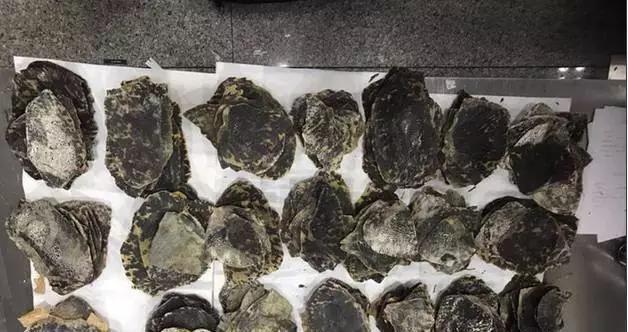 玳瑁被处死,玳瑁为什么被砍头