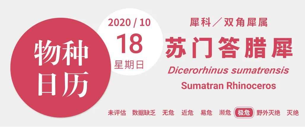 认识了这种犀牛200年，我们还不知道它吃什么
