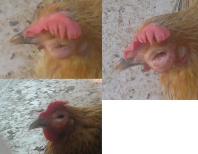 鸡口流粘液眼睛肿,鸡单侧眼肿是什么病有传染