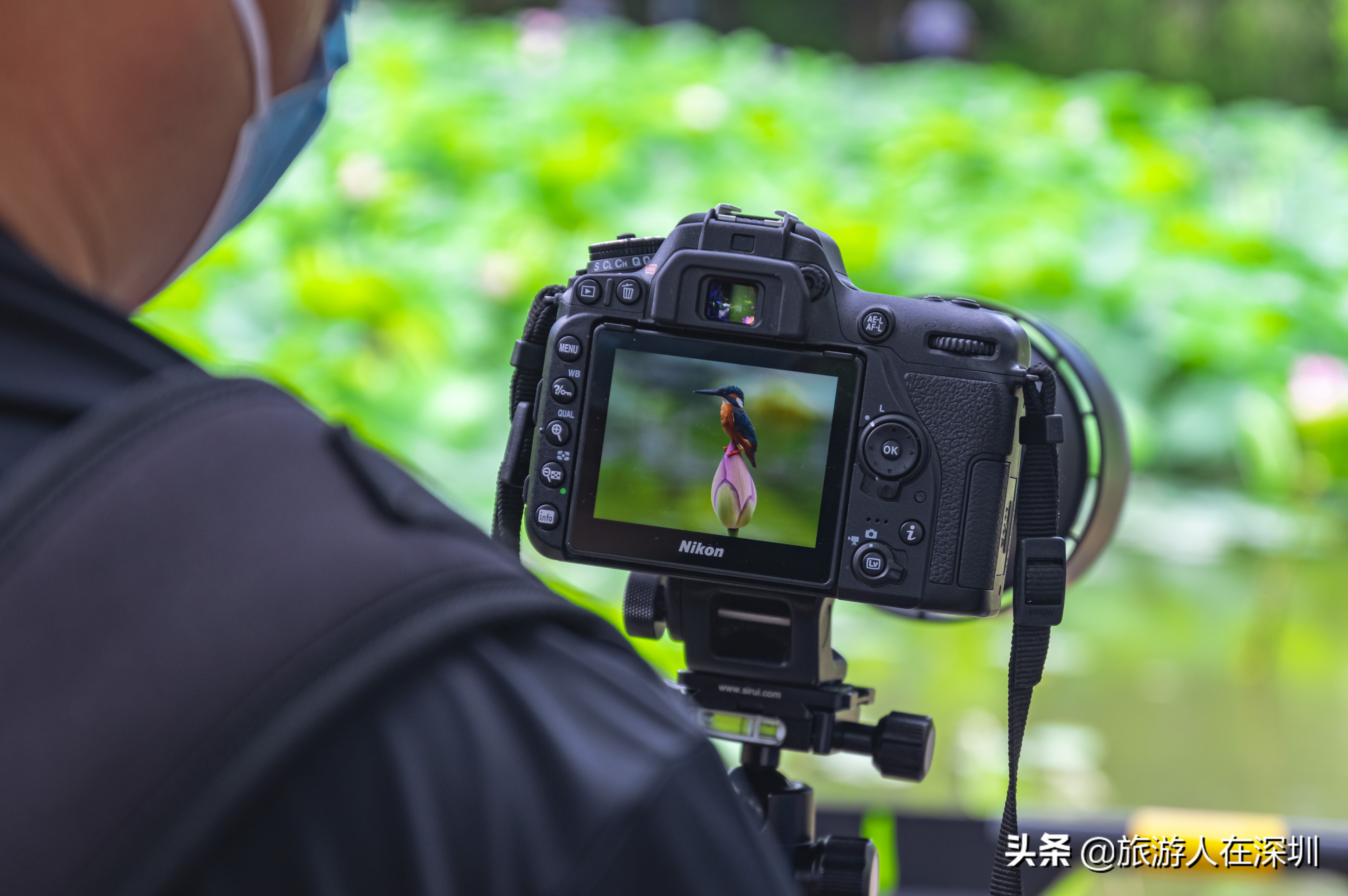 洪湖公园深圳免费景区,深圳市洪湖公园开放