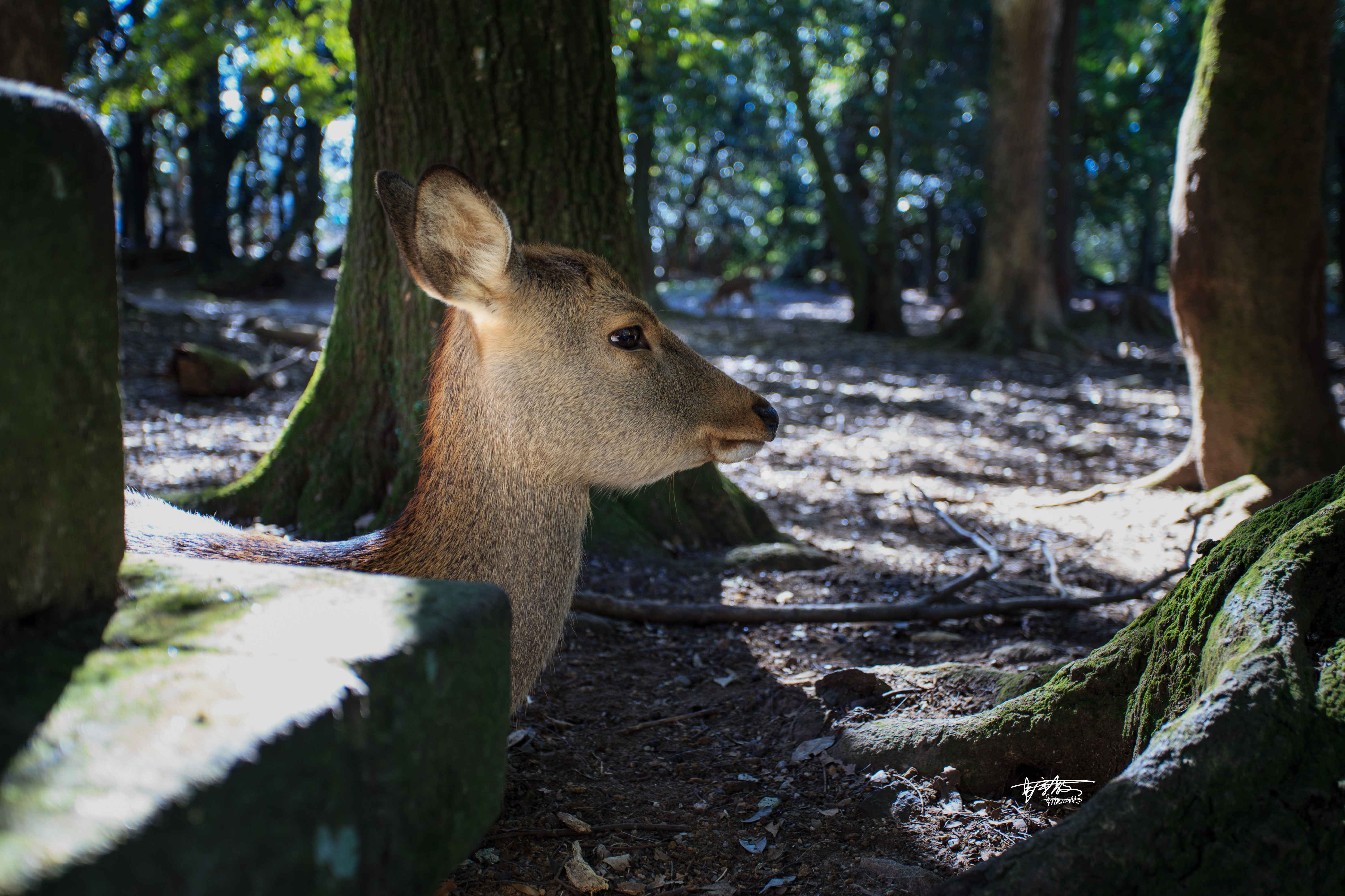 网红打卡景点奈良,日本奈良10大网红打卡景点