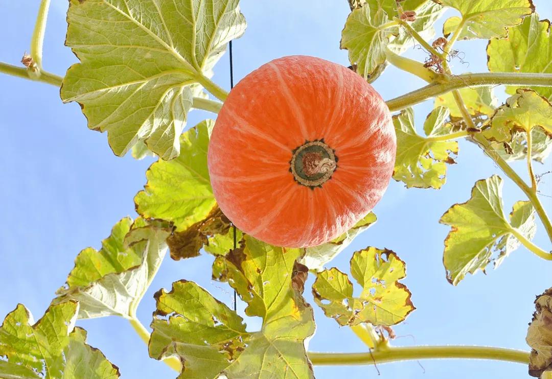 秋天银川旅游线路推荐,银川的秋天