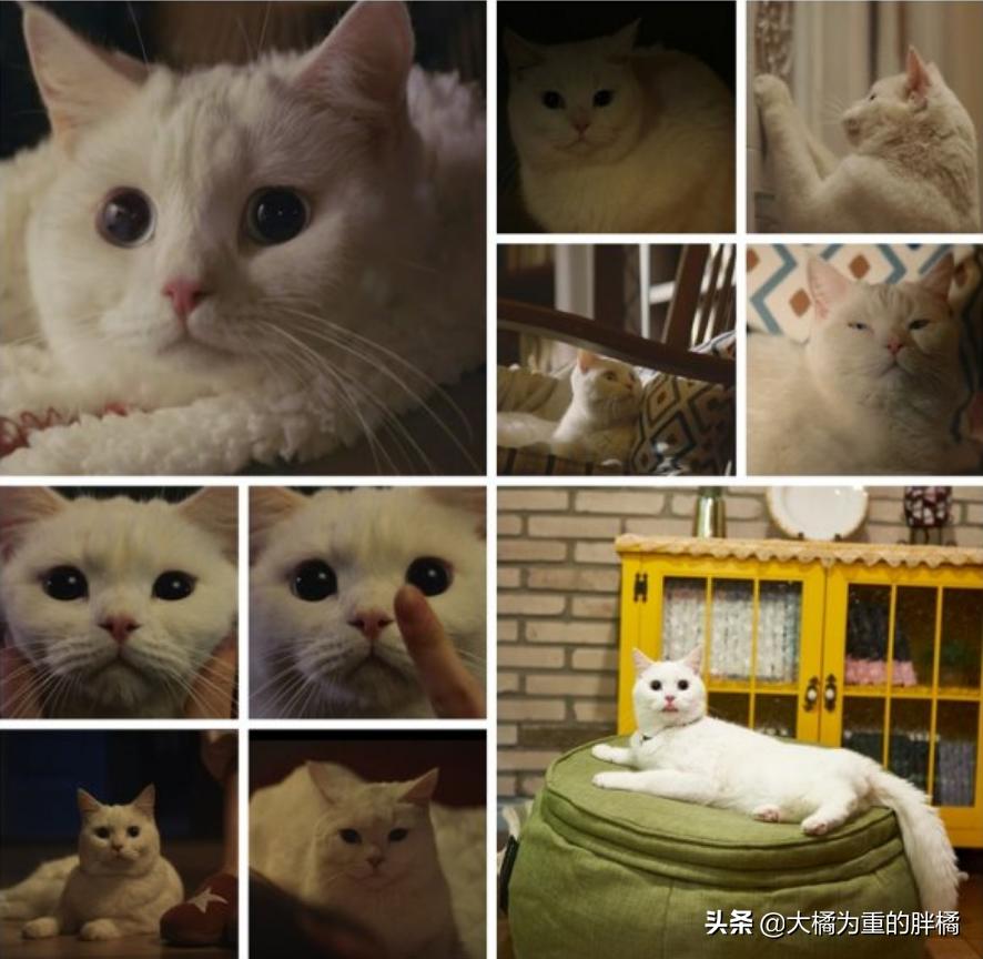 白猫“化身”*男美**子，与主人甜蜜同居，猫咪治愈剧《快过来》真甜