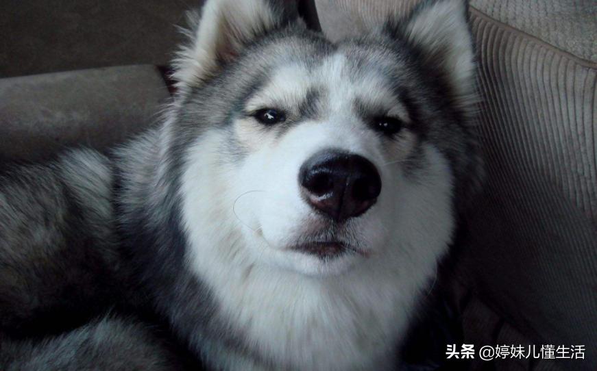 容易被抛弃的狗,哈士奇是最难养的狗吗