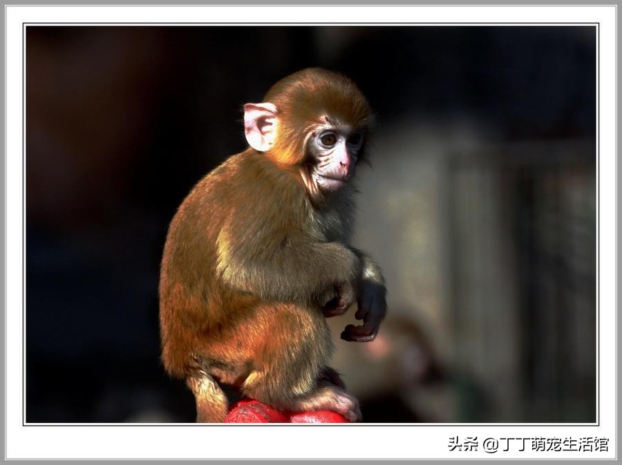 为什么猴子不能成为家禽,为什么猴子智商那么高