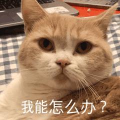 逗猫咪玩它喜欢咬人是什么原因,猫咪喜欢轻轻咬人是什么意思