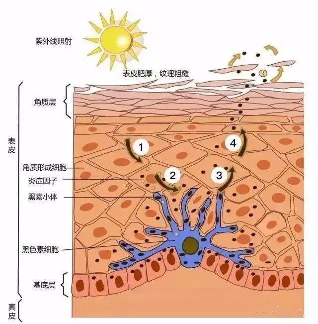 晒出口罩印,美肌最好用的护理方法