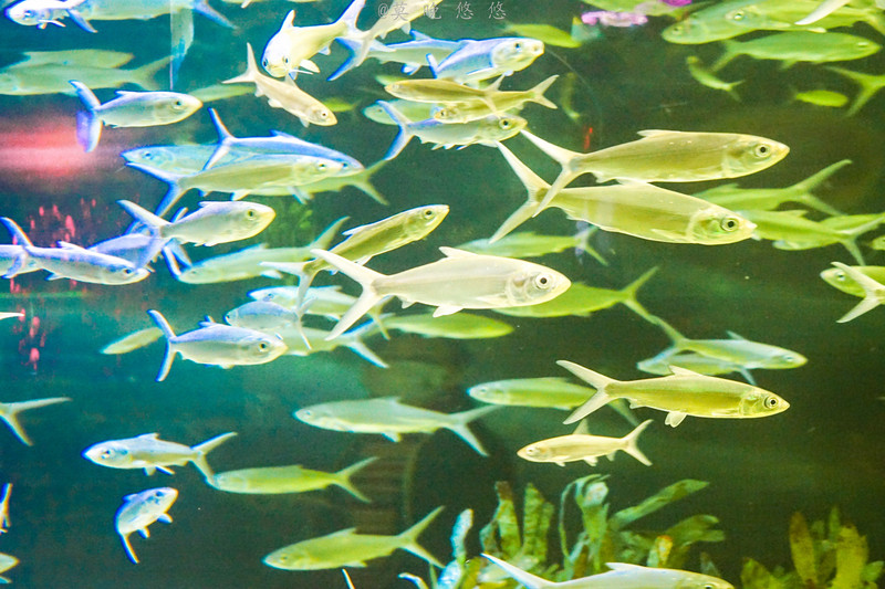 海洋极地海洋世界攻略,正佳极地海洋世界白鲸海象