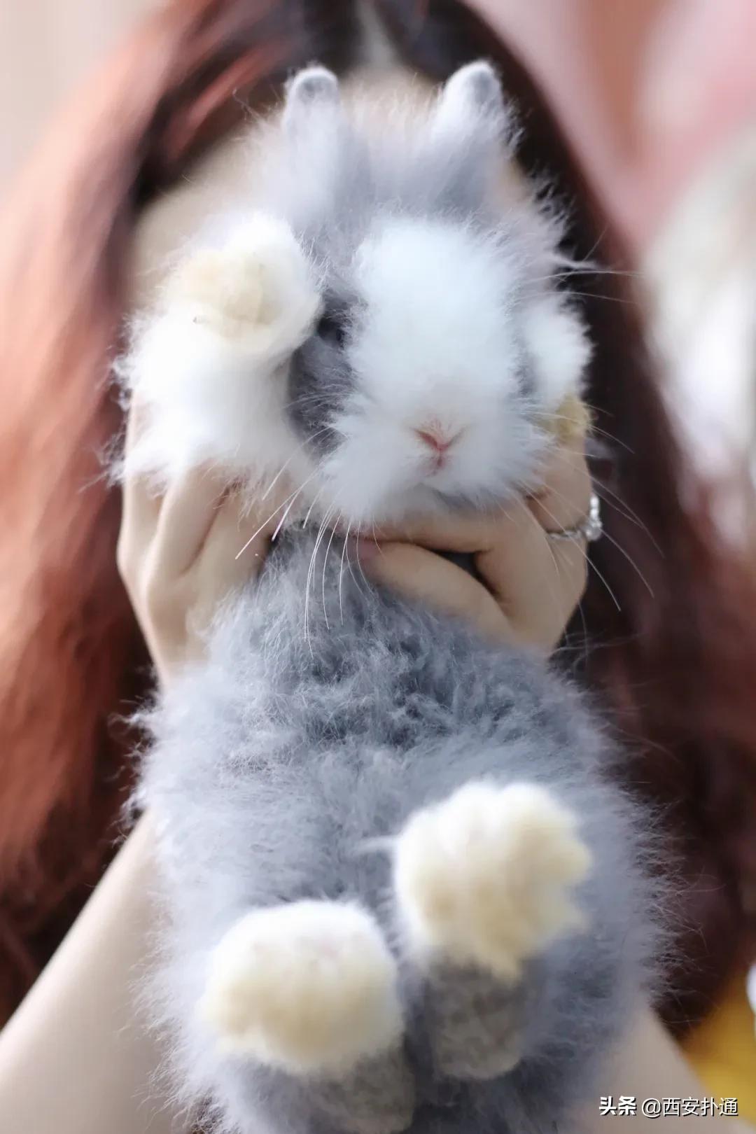 西安有哪些可以撸兔子的店,西安撸兔子的店