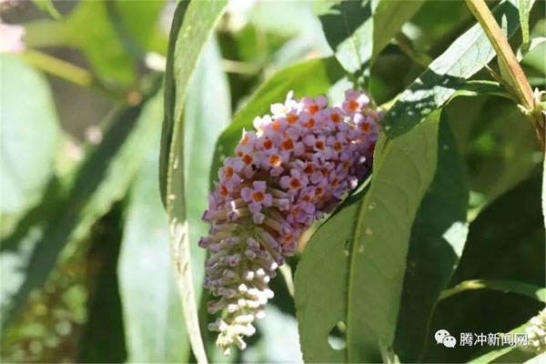 腾冲樱花谷樱花节,腾冲樱花谷最佳观赏季
