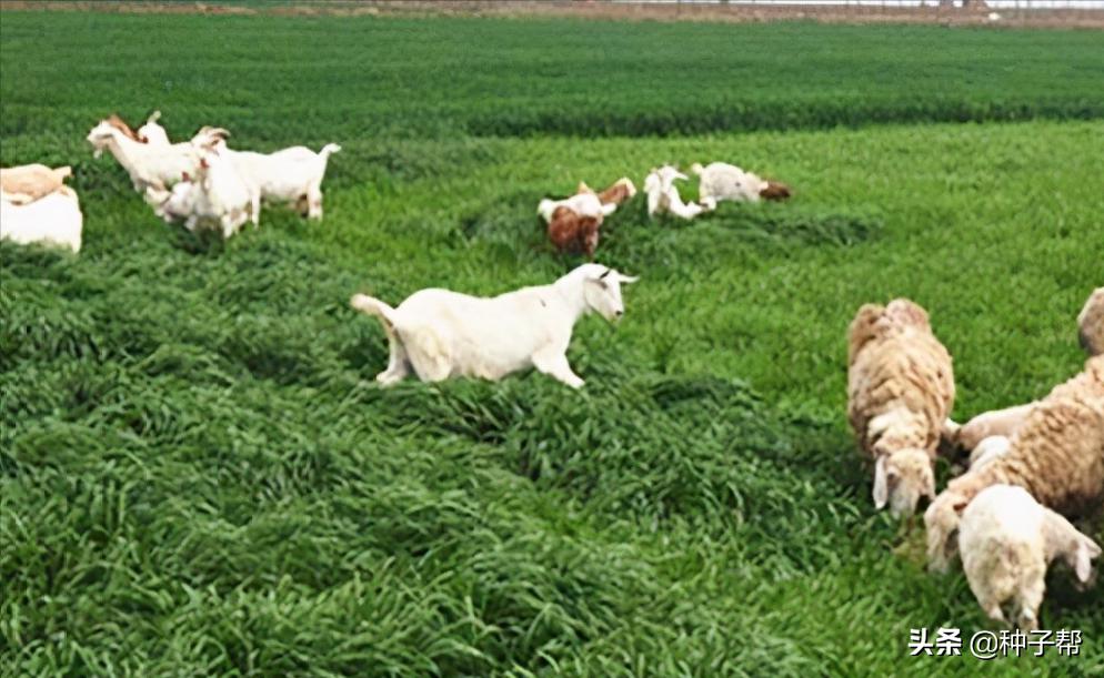 养牛全部买草料好还是自己种的好,养牛种牧草划算还是种玉米划算