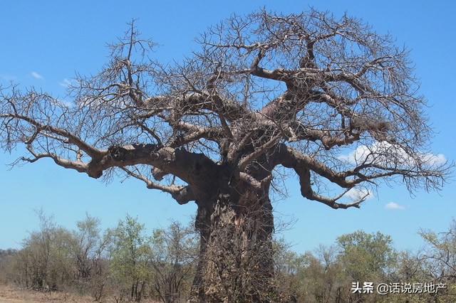 世界最奇特的树的介绍,世界最奇异的十大树木图片