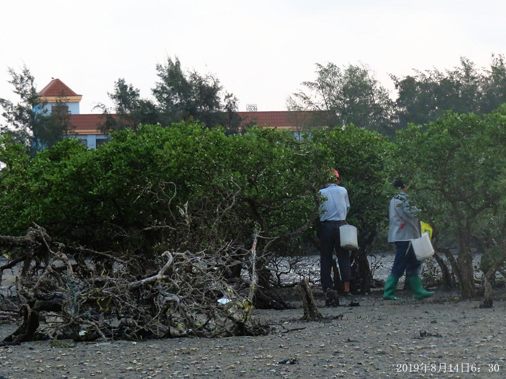 痛心!北海红树林不设防,任你踩任你挖