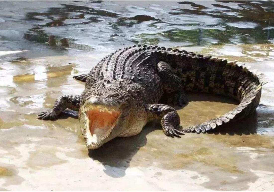 鳄类养殖技术,鳄龟养殖注意事项视频大全