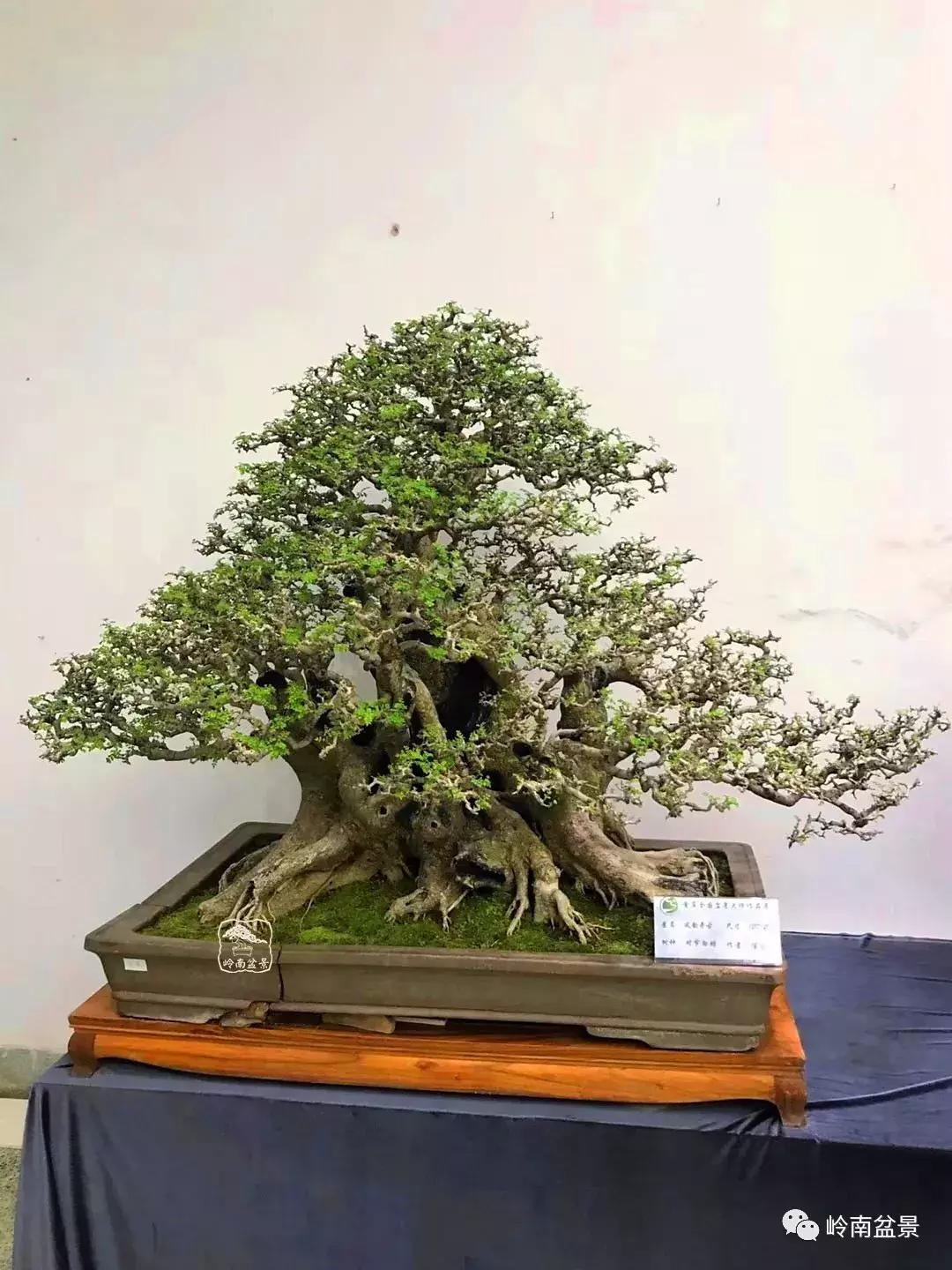 苍劲古朴挺拔有力的老桩盆景欣赏,老态龙钟盆景作品欣赏