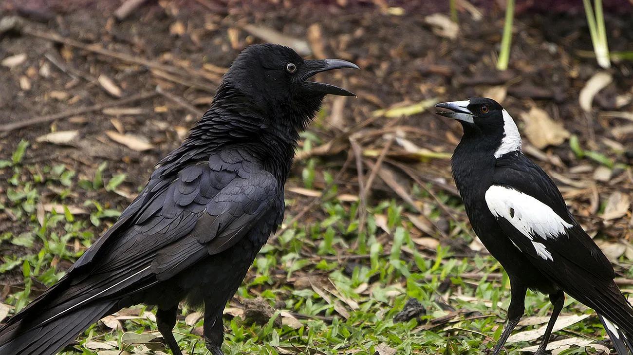 乌鸦和喜鹊的成语,乌鸦和喜鹊是什么时候出现的