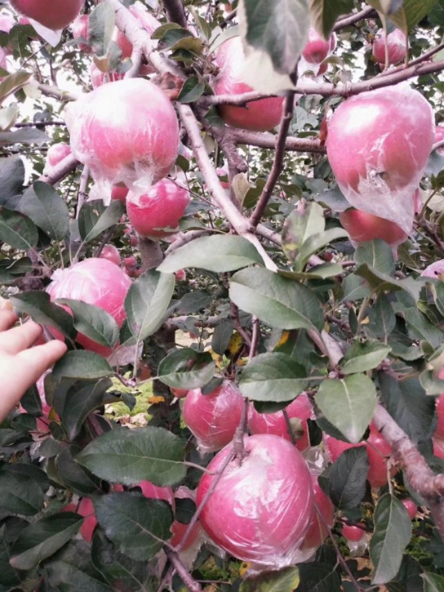 山西红富士苹果，手机微信号:13453922950