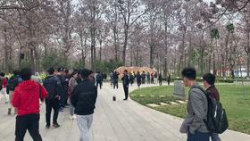 正宗兰考红薯价格,红薯大面积出售