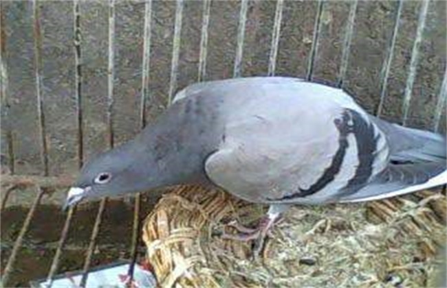 阿莫西林治鸽子歪脖病吗,鸽子歪脖怎么治疗好得快啊