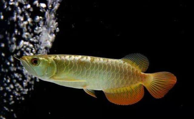 底滤鱼缸里的粪便是怎样被吸走的,上滤鱼缸有漂浮物和杂质怎么解决