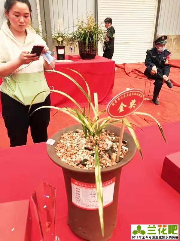 兰花观叶品种推荐,玉兰什么品种开花最香