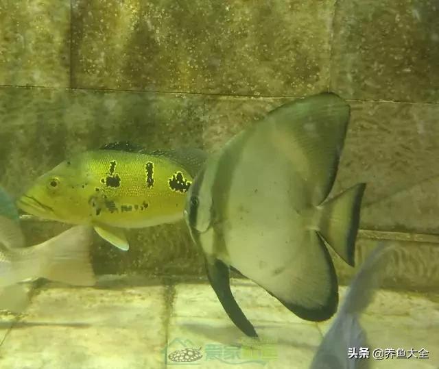 什么鲨鱼能和虎一起混养,泰国虎鱼和皇冠可以混养吗