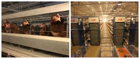 致富经节目片段成功案例,致富经节目片段水产养殖