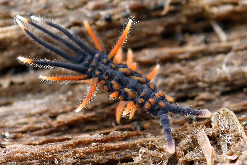 生态缸老死鱼怎么回事,生态缸老是死鱼是什么原因