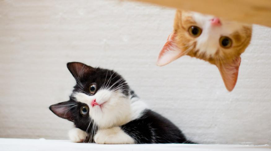 土猫难道真比不过宠物猫吗,洋猫土猫差距有多大网友太真实了