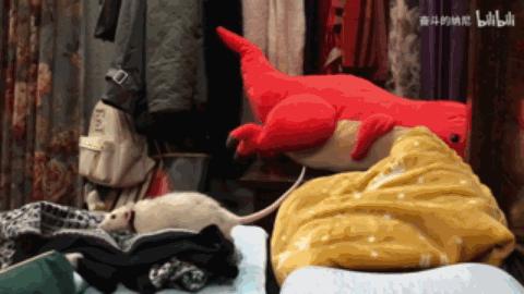 精灵鼠小弟是什么老鼠,精灵鼠小弟个人简介