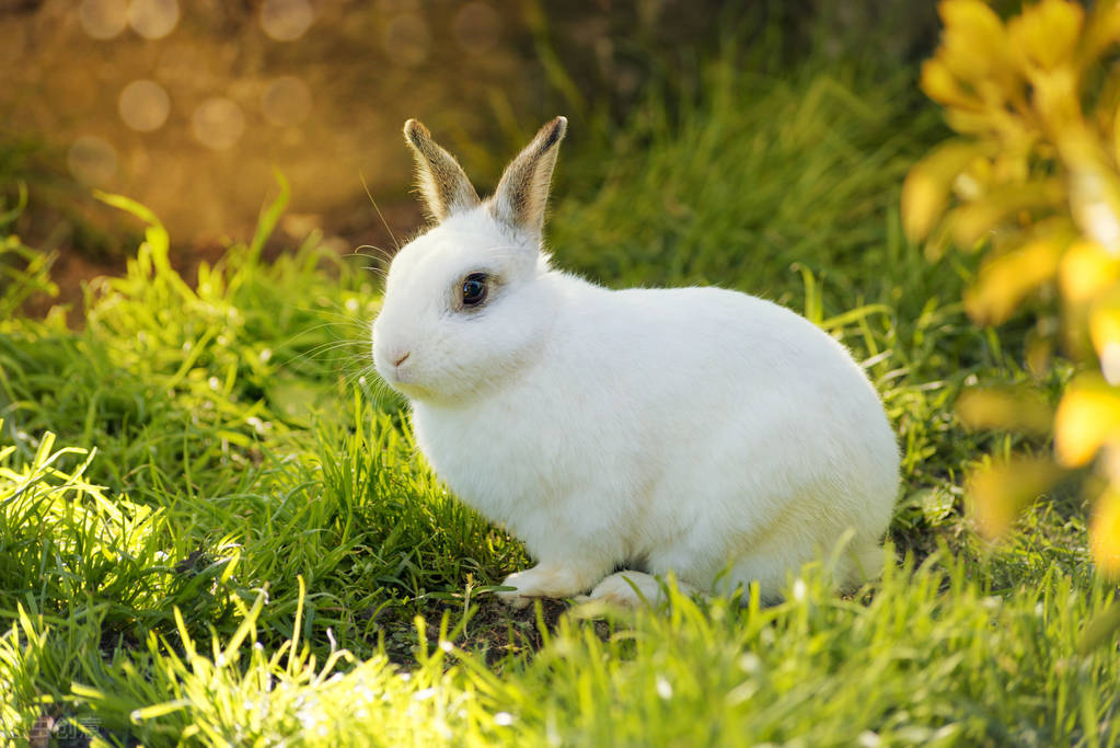 幼兔没有兔粮用什么代替,幼兔推荐什么兔粮和草