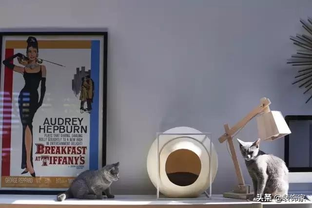 铲屎官最爱的客厅方案,铲屎官最满意的卧室装饰