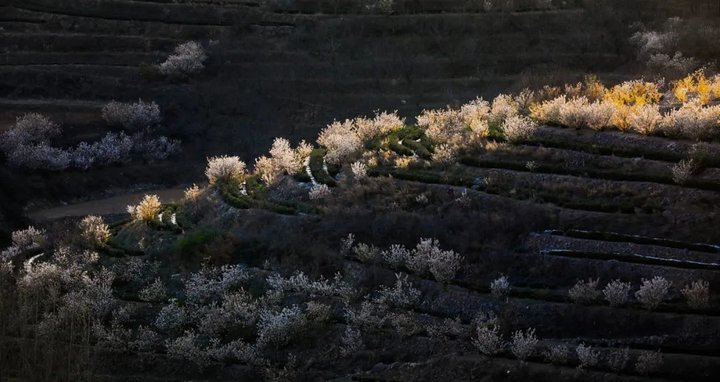 日照最美桃源,寻找最美春天日照惊艳全城
