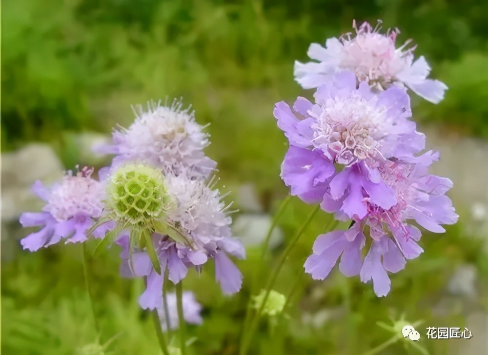 可以食用的花可制作的美食,100种可食用花的做法
