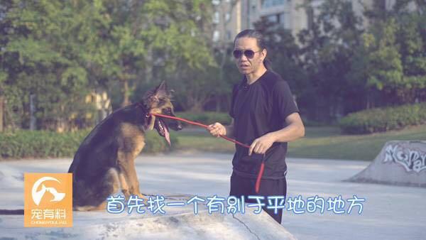 如何训练狗狗跟着主人,训犬师如何训练狗狗坐卧随行