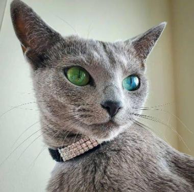 俄罗斯蓝猫有味道,俄罗斯蓝猫好玩吗