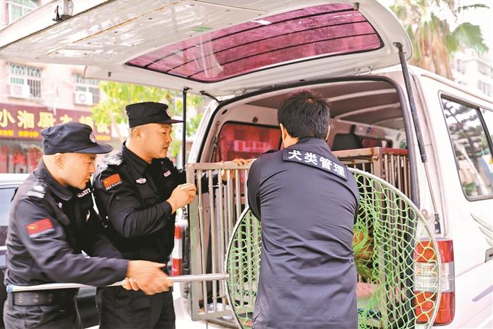 深圳看到流浪狗怎么救助,深圳流浪狗救助电话是多少