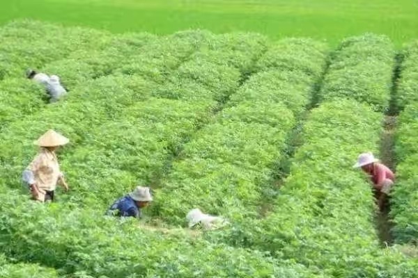 农村人创业种植什么最赚钱,农村养殖种植与三农创业致富项目