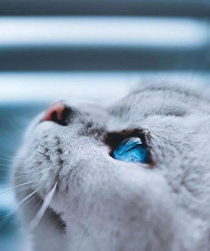 猫眼中好看的猫照片,猫眼猫咪原图
