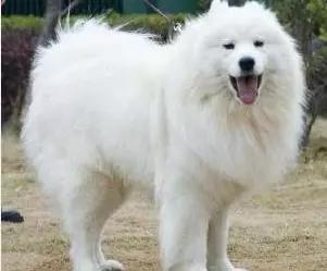 情头萨摩耶捏脸,萨摩耶捏脸视频