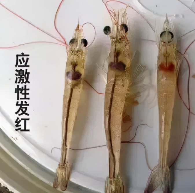 对虾红体防治的最佳办法,对虾红须红尾的原因和处理方法