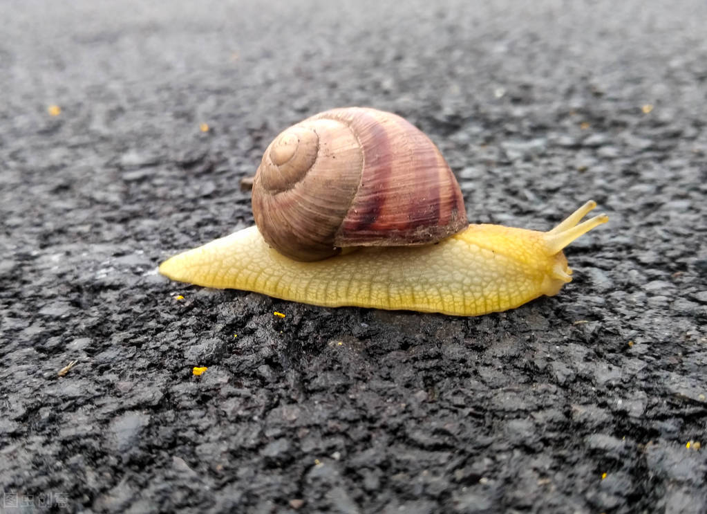 蜗牛在哪个地方最常见,夏天常见的蜗牛有哪些特征